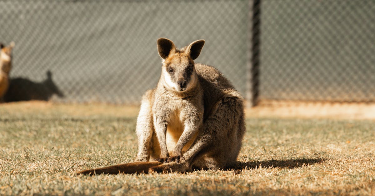 The Cost of Circuit Breaker Replacement in Canberra