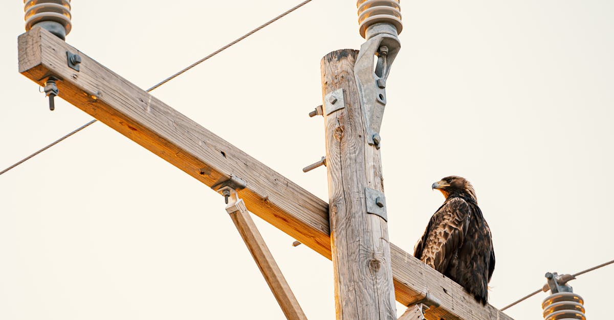 What to Do When the Power Goes Out: A Homeowner’s Guide